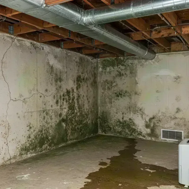 Professional Mold Removal in Olga, FL